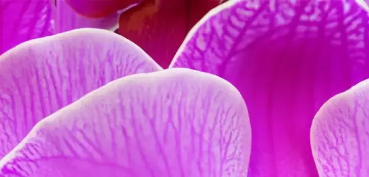 Smoky Orchid – textured floral warmth