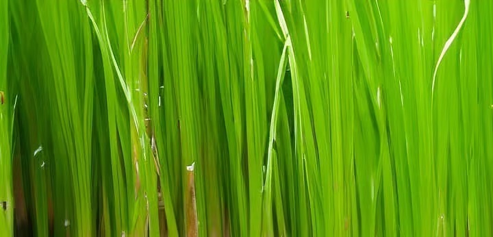 Papyrus note – dry woody tone