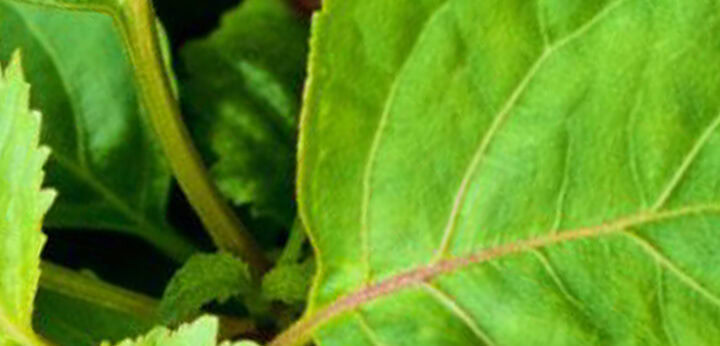 Paczula – ziemisto-drzewny aromat