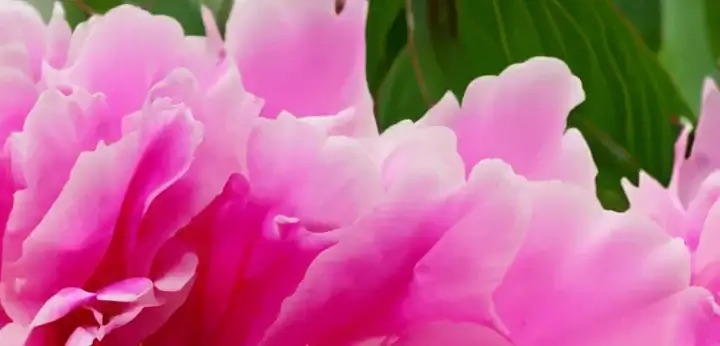 Peony note – soft floral elegance with airy freshness