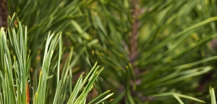 Pine note – crisp forest freshness