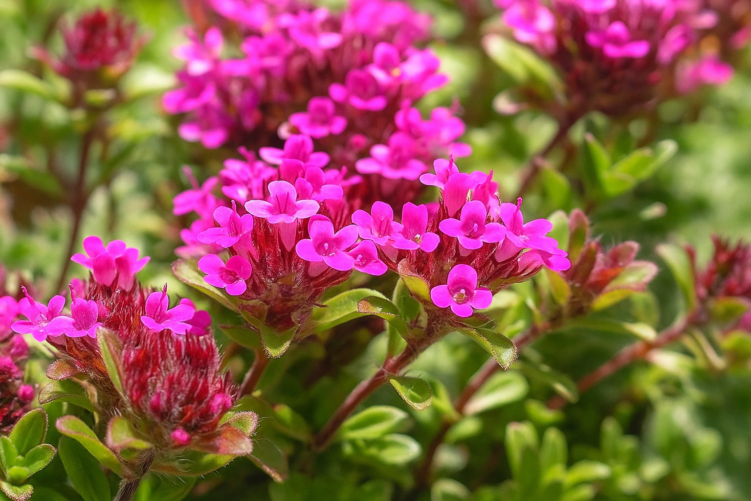 Red Thyme note – herbal spicy depth