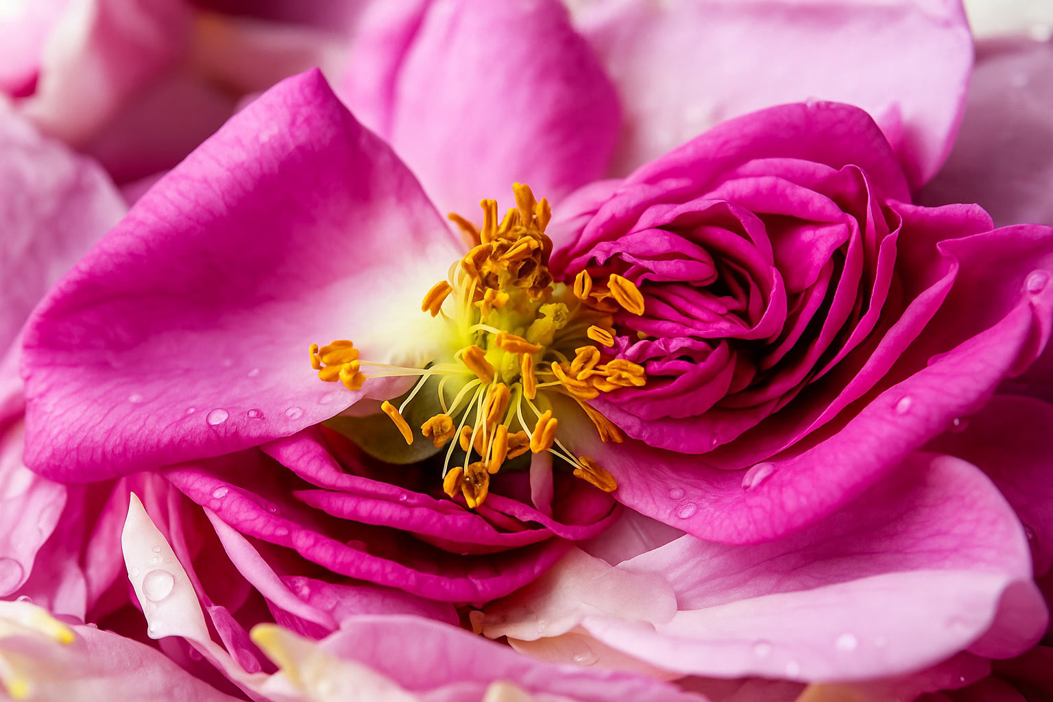 Rose note – elegant floral richness