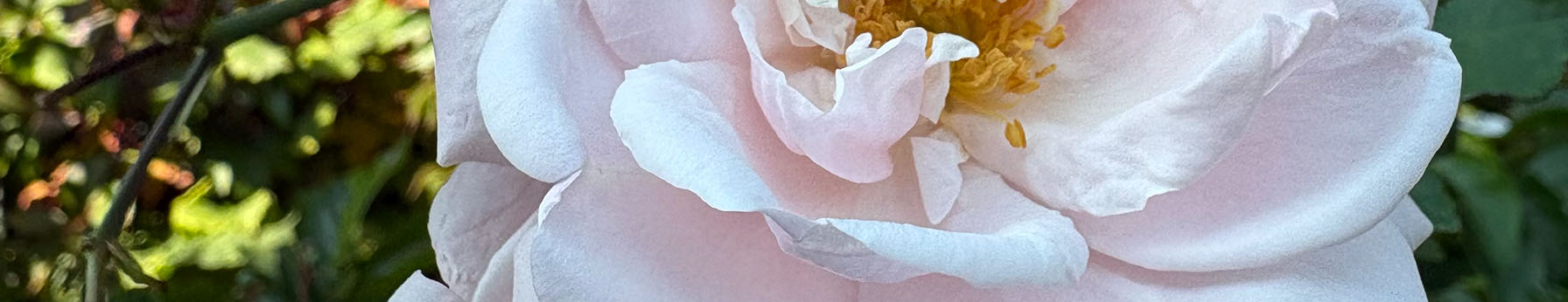 Rose note – floral softness and beauty