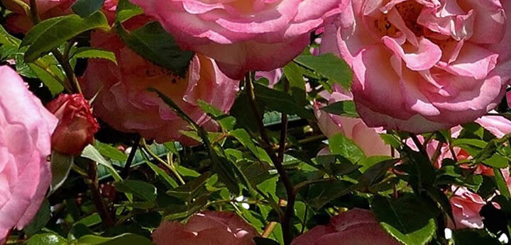 Rose note – soft floral depth defining the Idôle signature