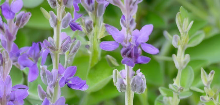 Sage – green aromatic core providing balance