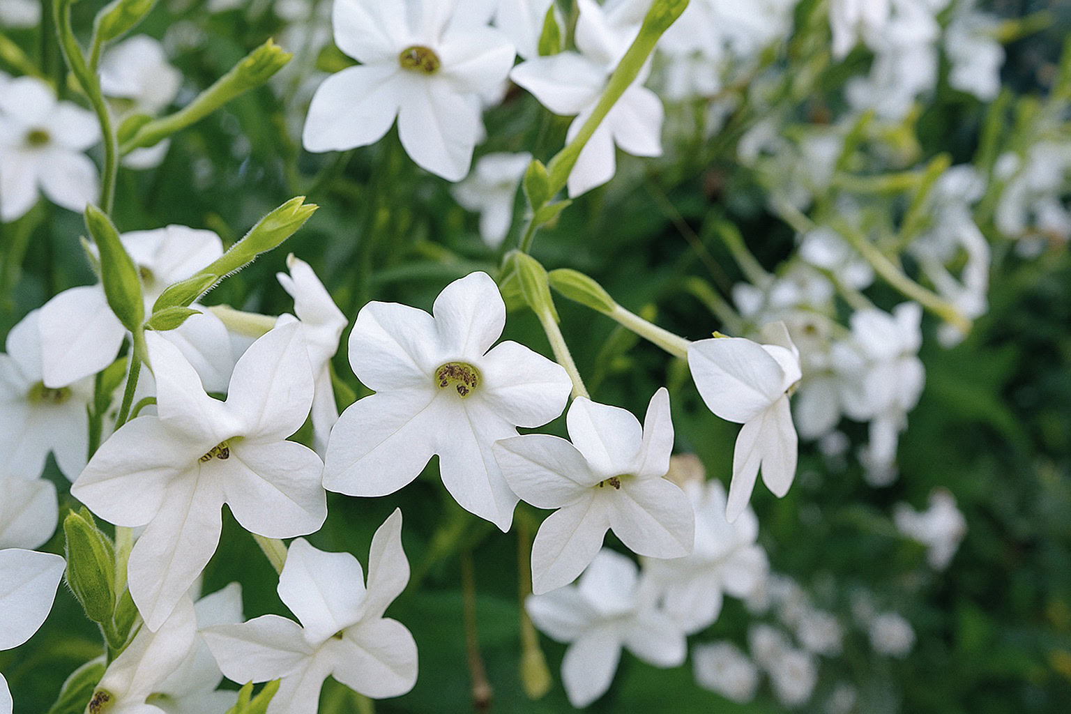 Tobacco Blossom note – sweet aromatic tone with depth