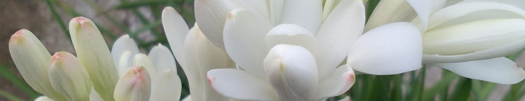 Tiaré flower – luminous tropical bloom