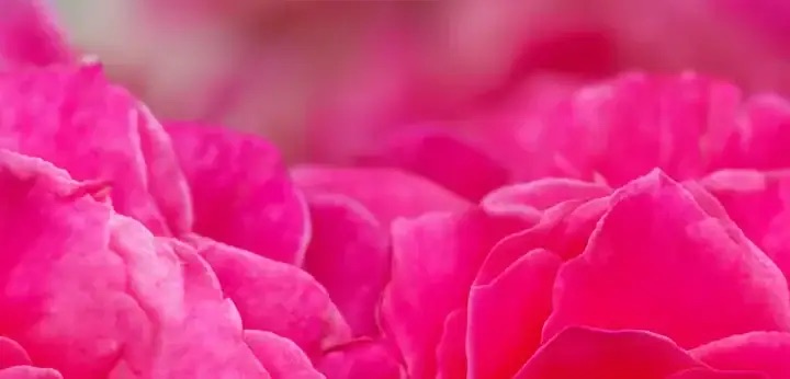 Turkish Rose note – floral elegance