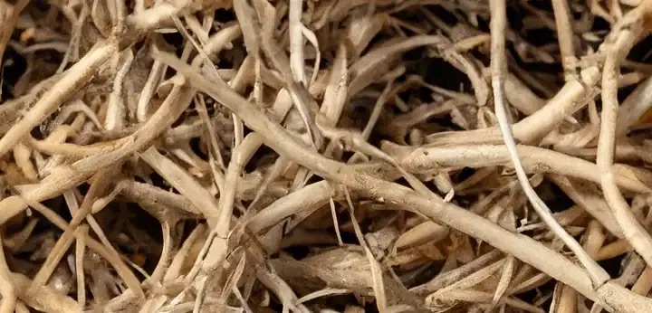 Wetiweria – sucha, ziemista nuta drzewna