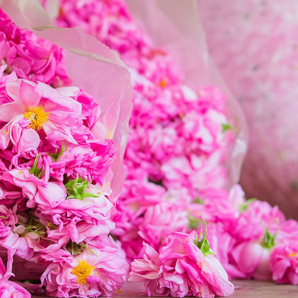 Vibrant pink blooms of Turkish Rosa damascena – source of rose otto Vibrant pink Turkish rose blossoms used in perfumery