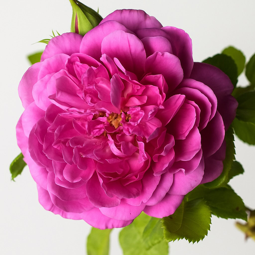 Close-up of Turkish rose petals – intricate floral structure prized in perfumery Close-up of Turkish rose petals revealing complex aroma profile