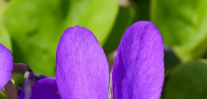 Violet note – delicate floral accent adding airy sweetness