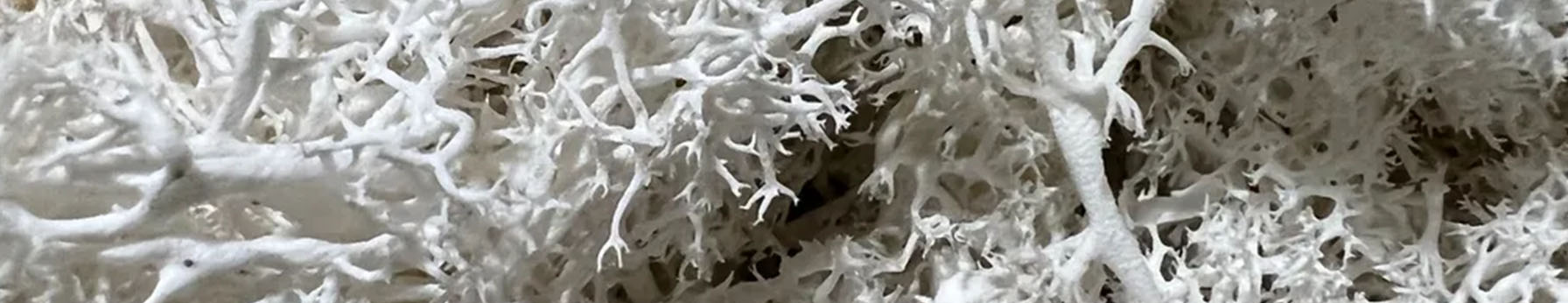 White Moss – airy mossy depth grounding the base