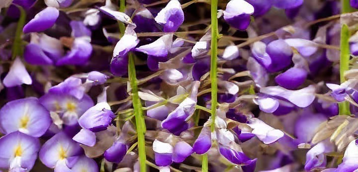 Wisteria note – soft pastel floral tone