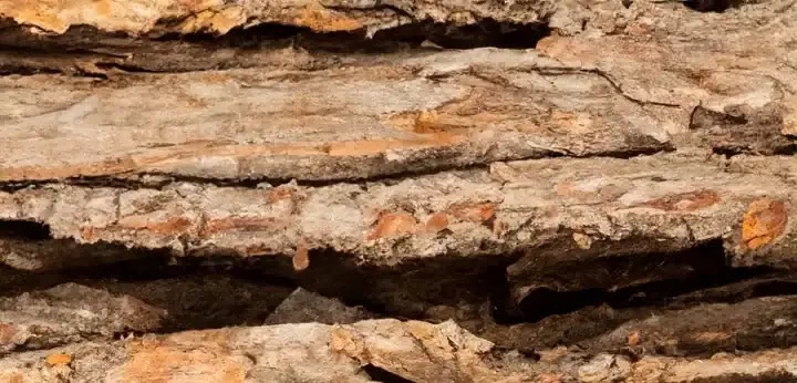 Woody Notes – deep and lasting base balancing the fragrance