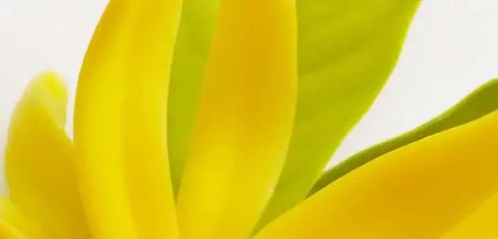 Ylang-Ylang – kremowa, egzotyczna kwiatowość
