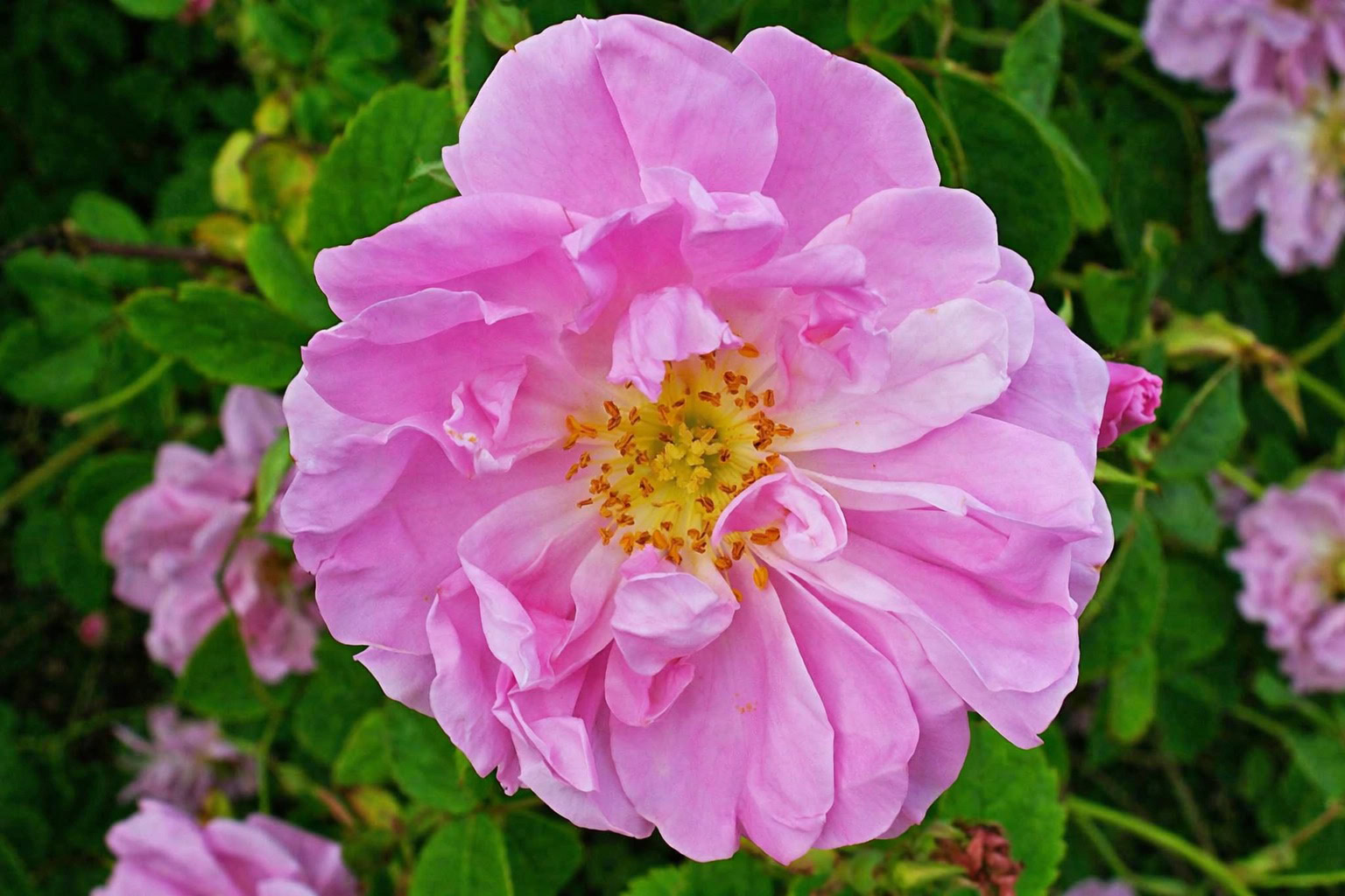 Damascena rose note – velvety floral aroma