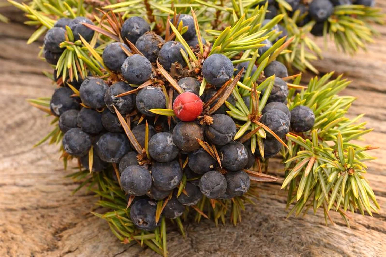 Juniper berries note – aromatic clarity