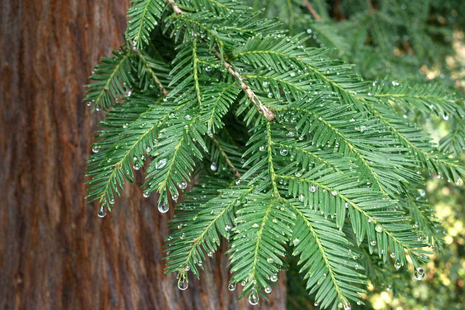 Sequoia note – refined woody richness