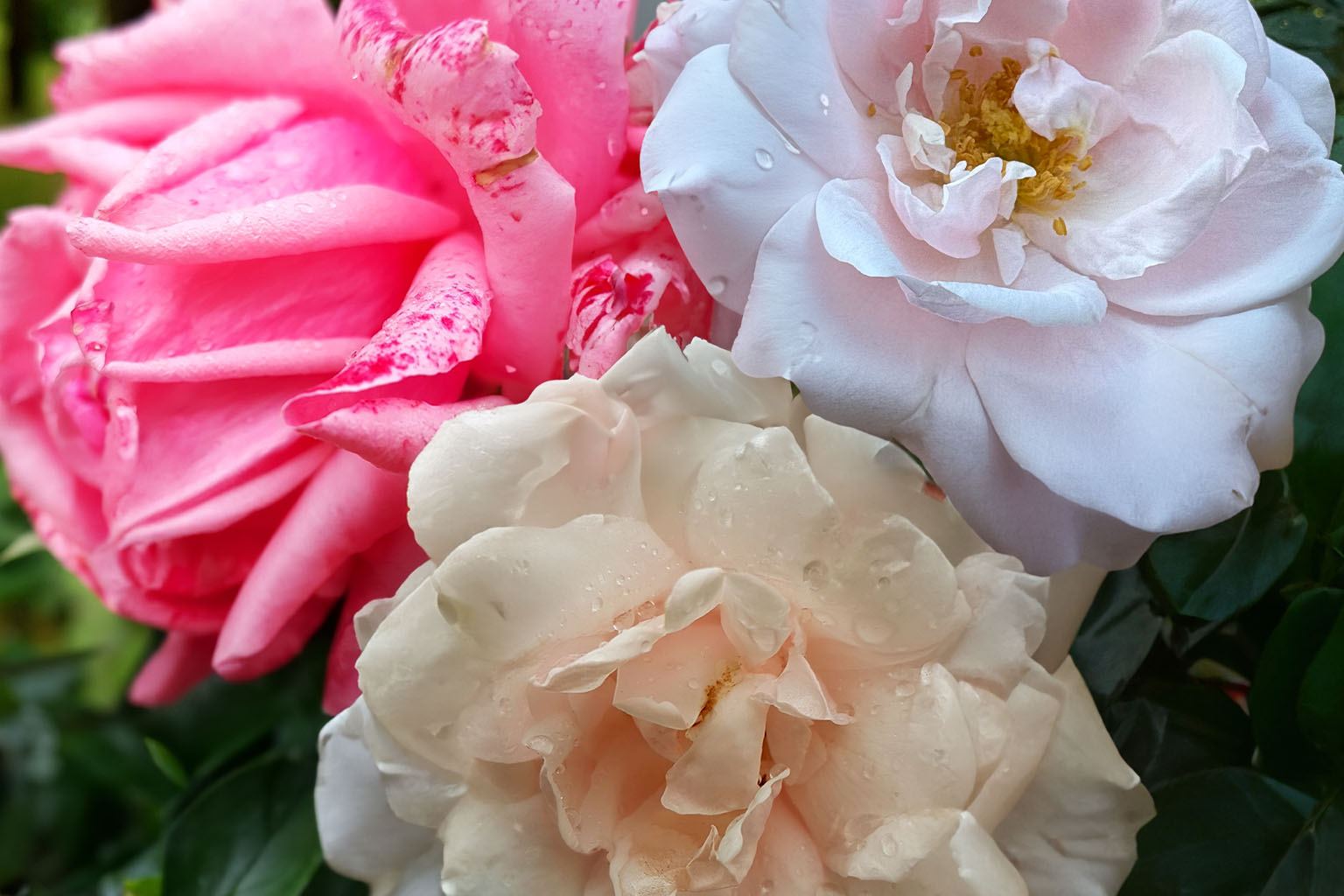 Rose note – delicate floral heart