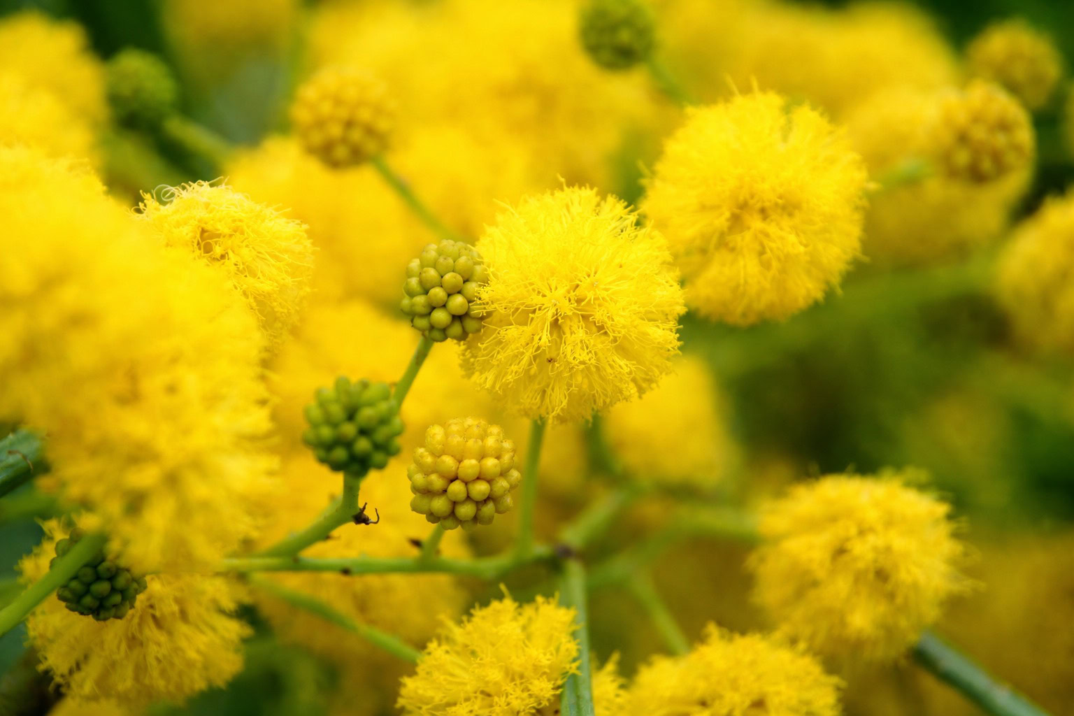 Cassie flower note – yellow floral brightness