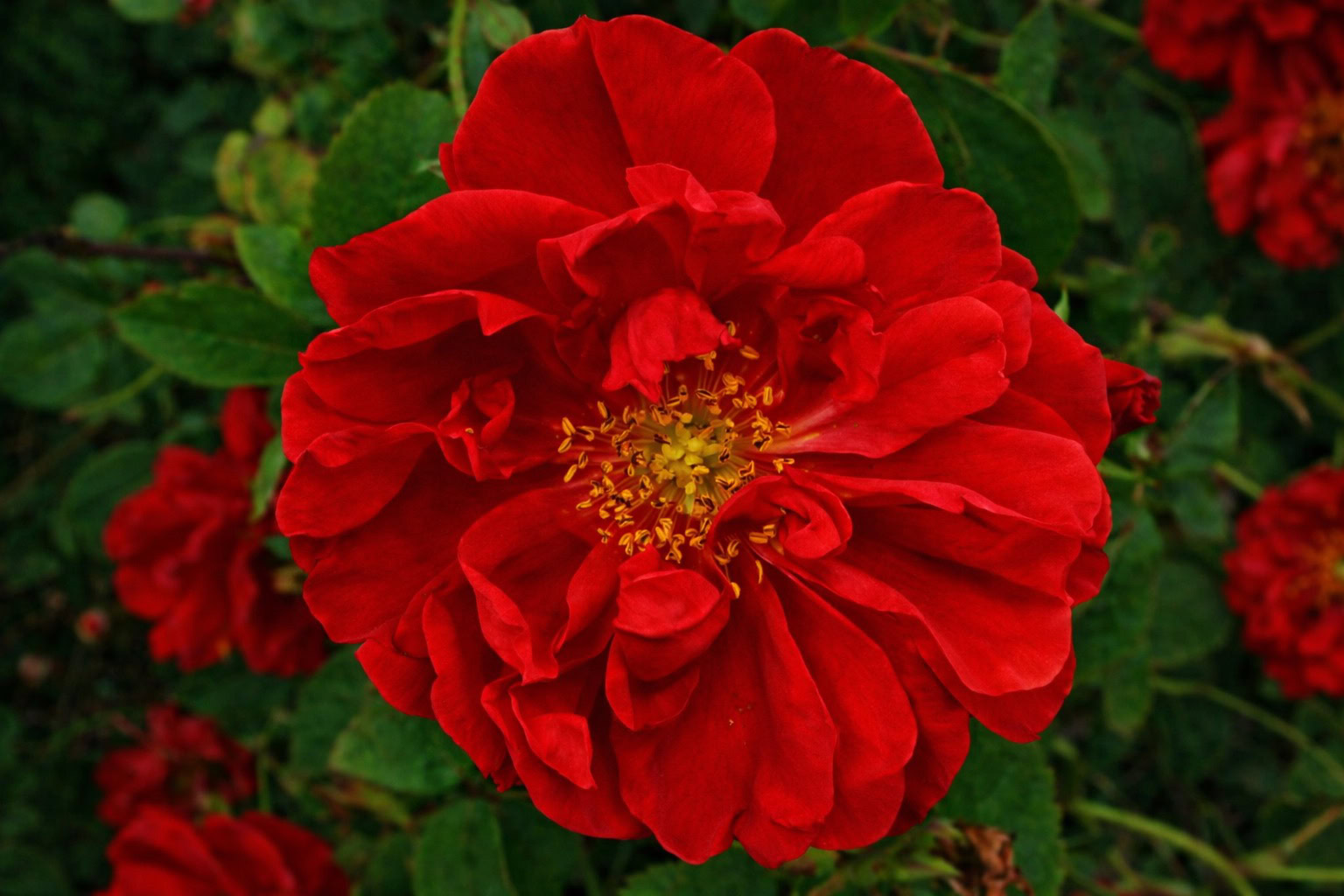 Damask rose note – luminous petal softness