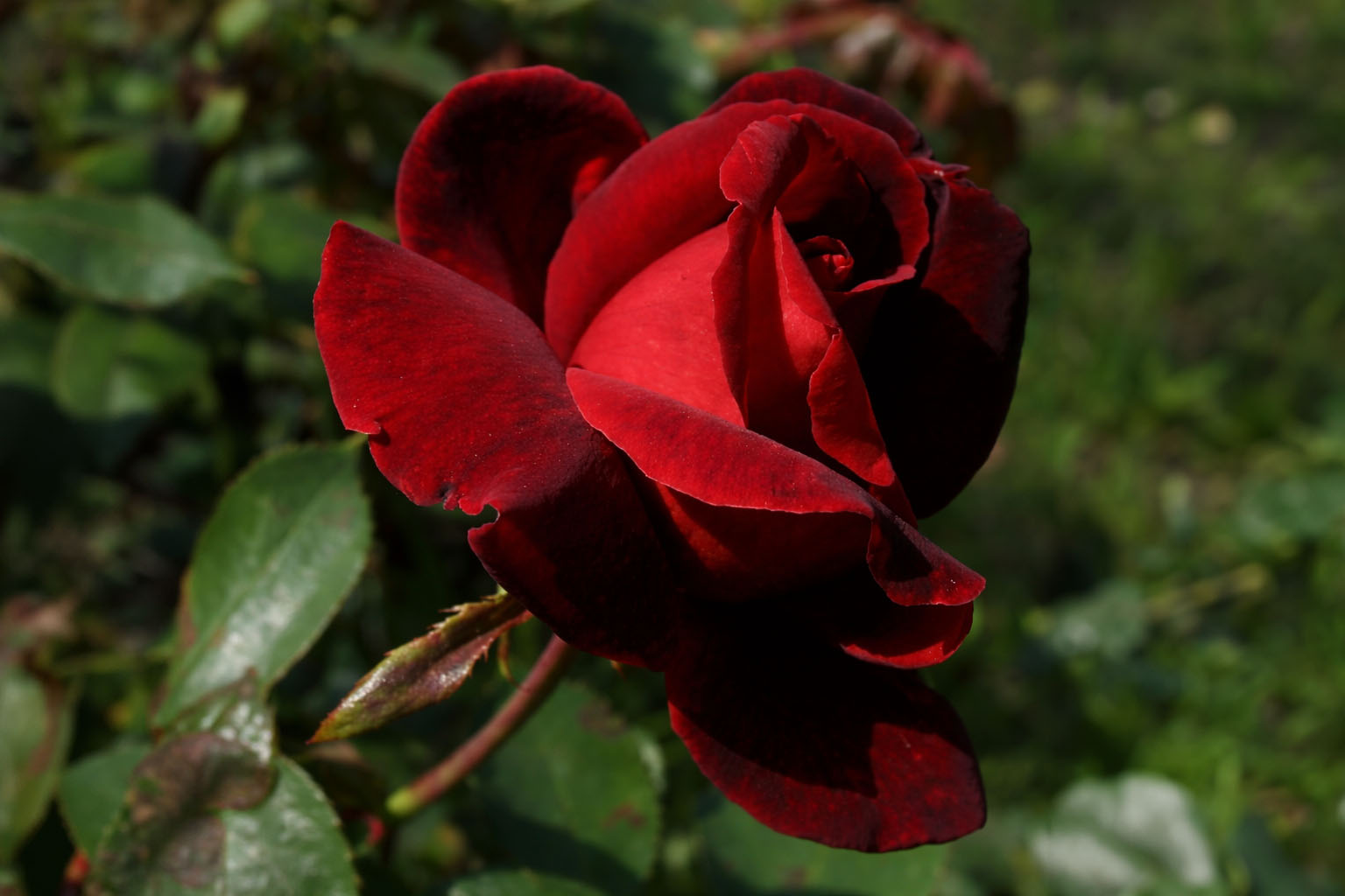 Red rose note – rich floral warmth