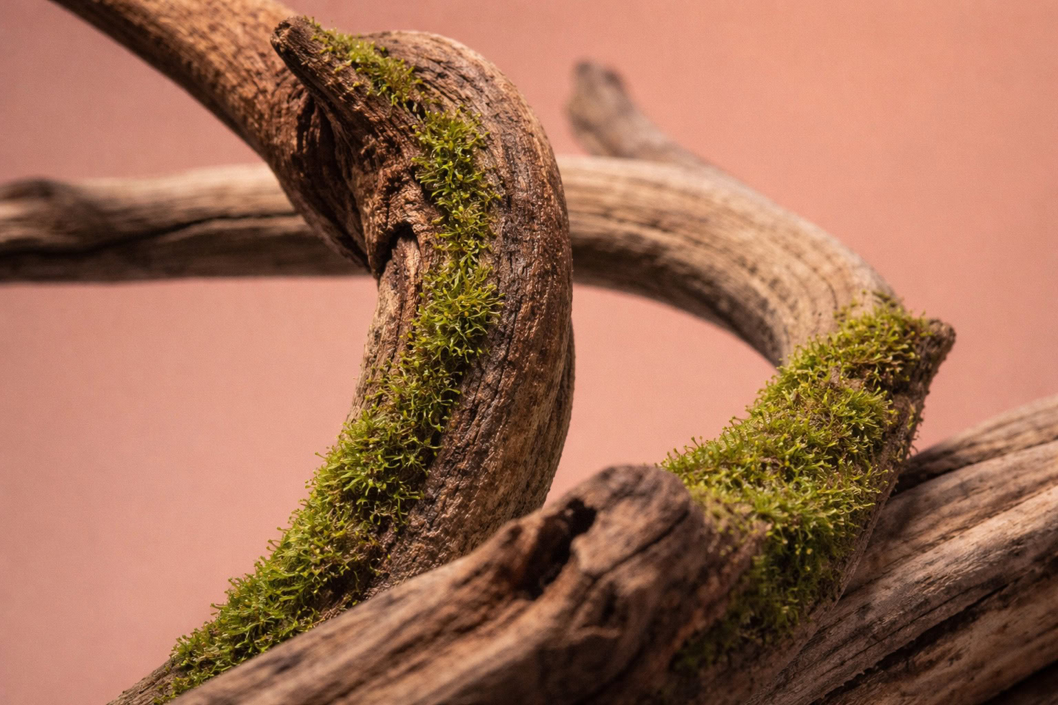 Wood notes – soft dry base