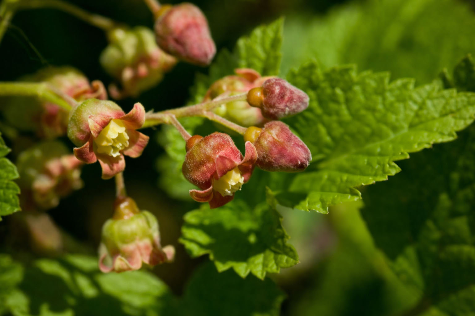 Blackcurrant Bud Absolute – rich fruity depth