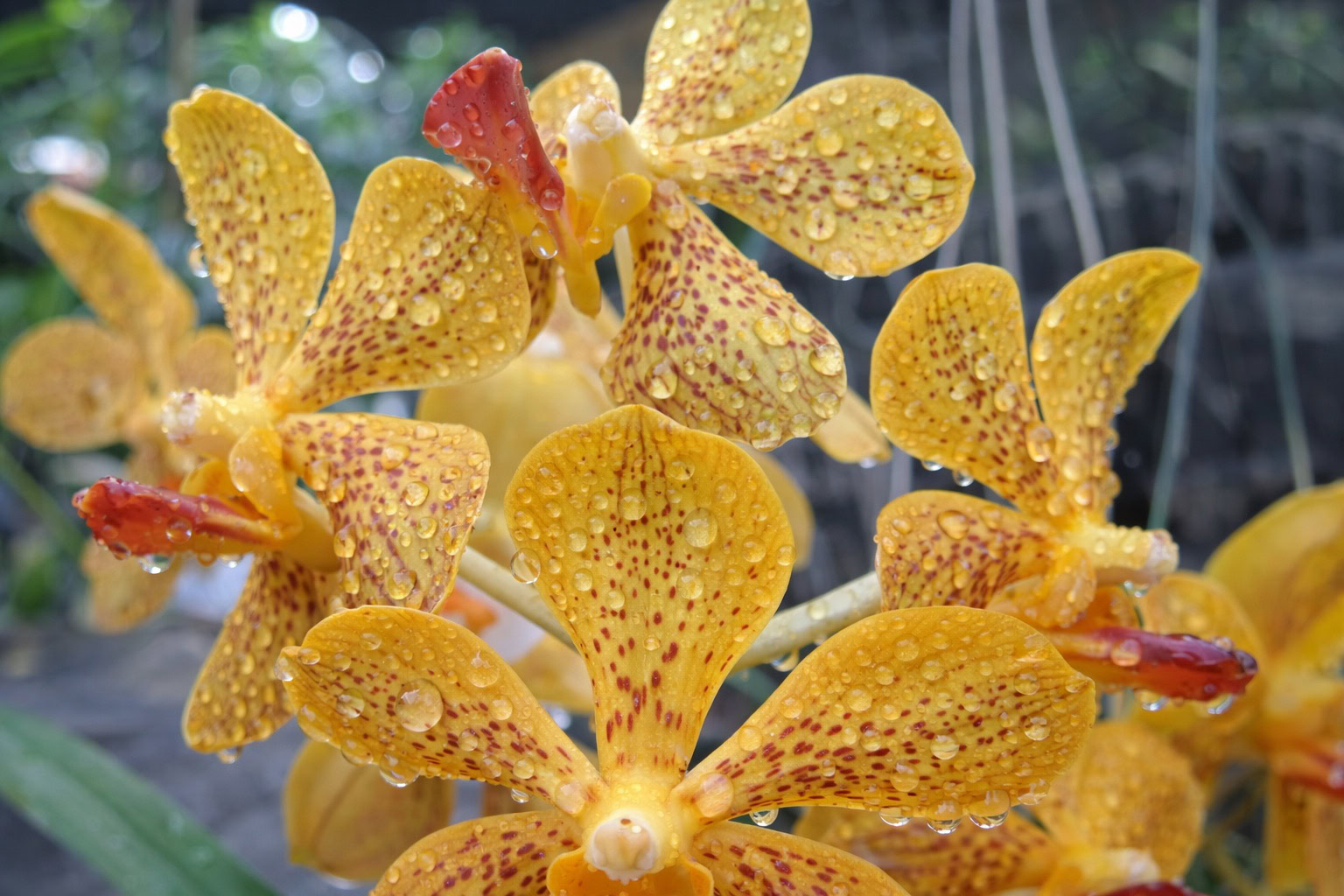 Golden Orchid – warm floral glow