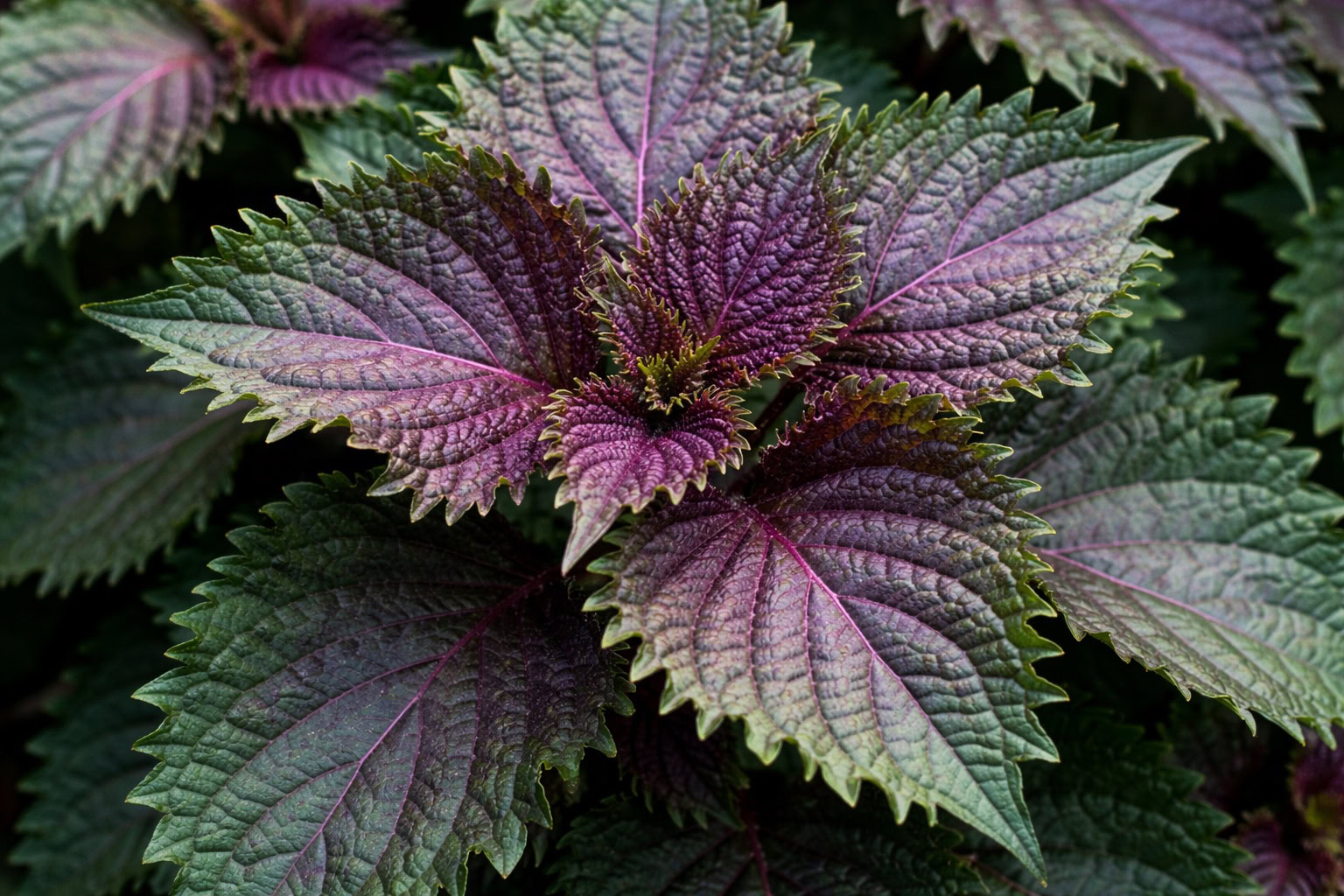 Shiso – green top note in CK One Night Essence